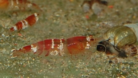 Zwerggarnele crystal red
