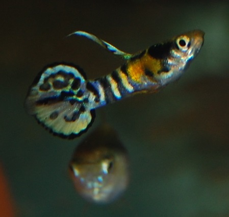 Guppy Tiger Endler
